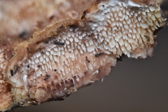 Steccherinaceae