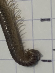 Callipodida