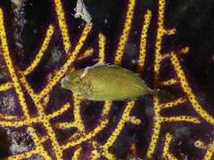 Siganus sutor