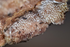 Steccherinaceae
