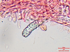 Steccherinaceae