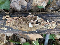 Steccherinaceae