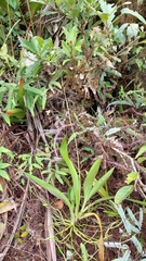 Caularthron bicornutum