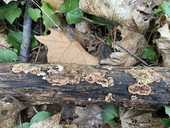Steccherinaceae