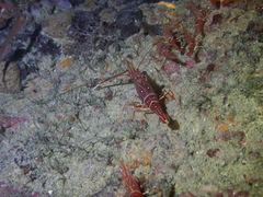 Rhynchocinetes durbanensis