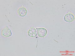 Steccherinaceae