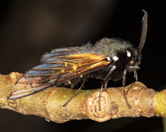 Dasysphinx volatilis