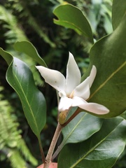 Atractocarpus pancherianus