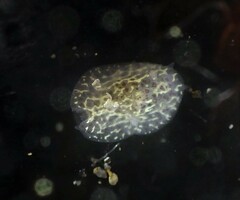 Corambe pacifica