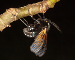 Dasysphinx volatilis