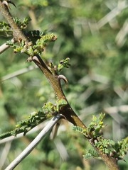 Vachellia tortilis