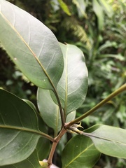 Atractocarpus pancherianus
