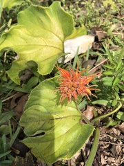 Chrysothemis pulchella
