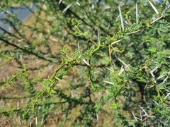 Vachellia tortilis
