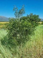 Bolusanthus speciosus