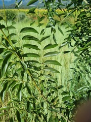 Bolusanthus speciosus
