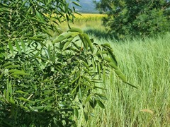 Bolusanthus speciosus