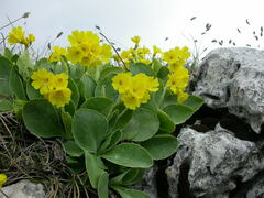 Primula auricula