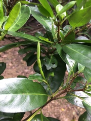 Atractocarpus platyxylon