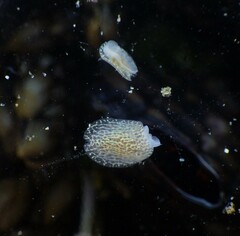 Corambe pacifica
