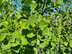 Dombeya rotundifolia