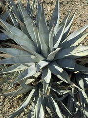 Agave deserti