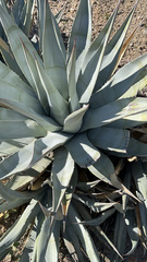 Agave deserti