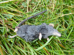 Sorex alpinus