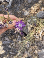 Malesherbia linearifolia