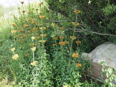 Leonotis nepetifolia