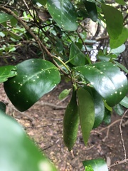 Atractocarpus platyxylon