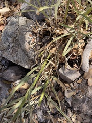 Malesherbia linearifolia