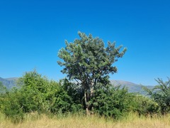 Sclerocarya birrea caffra