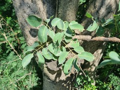 Sclerocarya birrea caffra