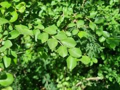 Combretum hereroense