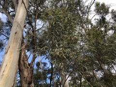 Eucalyptus pulchella