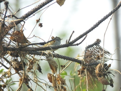 Phylloscopus inornatus