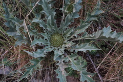 Carlina acanthifolia
