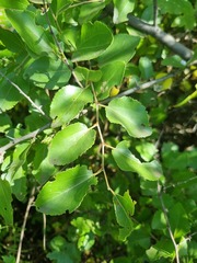 Ziziphus mucronata