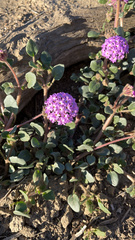 Abronia villosa
