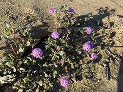 Abronia villosa
