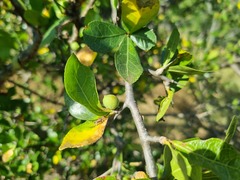 Commiphora glandulosa