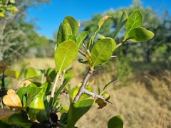Commiphora glandulosa