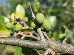 Commiphora glandulosa