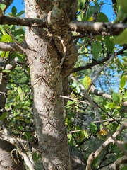 Commiphora glandulosa