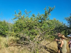 Commiphora glandulosa