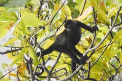 Alouatta palliata