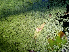 Lemna aequinoctialis