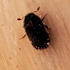 Phloeosinus