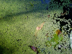 Lemna aequinoctialis